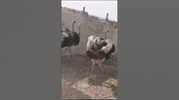 نعام اعمار5 شهور و7شهور تبارك الله 