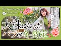 大株になったバラの冬剪定