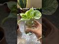 #plantjourney #pothoslove #plantpropagation #balconygarden #plantcaretips #greenhome #homedecorindia