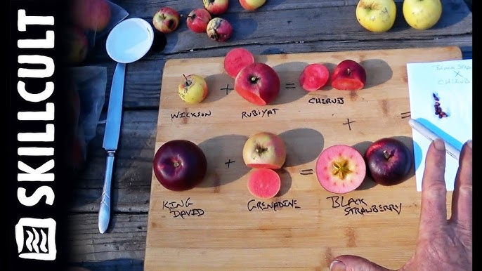 Breeding red-fleshed apples – introduction — Science Learning Hub