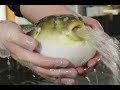 Puffer Fish in a nutshell