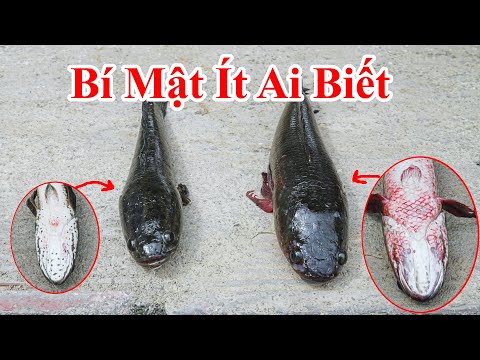 Video Đi Chợ Mua Cá Lóc Ăn Thường Xuyên Mà Không Ai Biết Bí... - youtube