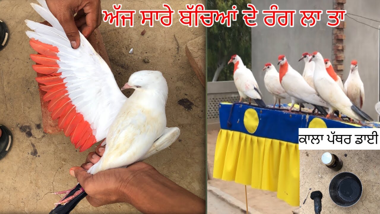 ਲਓ ਜੀ, ਅੱਜ ਕਰਤਾ ਸਾਰੇ ਬੱਚਿਆਂ ਦੇ ਰੰਗ🕊️॥Ajj Karta Sare Bachia De Rang🎨|