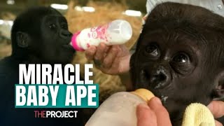 The Adorable Baby Ape Who Survived Against The Odds