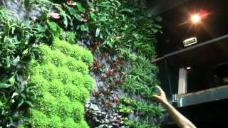 Il nostro muro verde - Vertical garden - Acquario di Genova