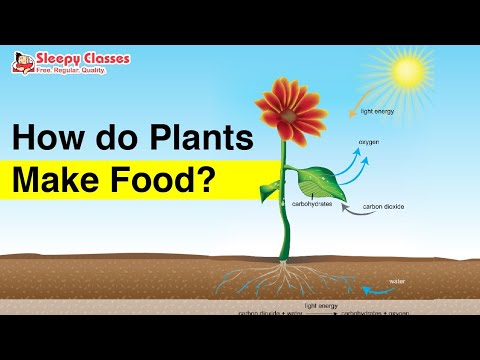 Video: Iš kur augalai gauna energijos, kad galėtų pasigaminti maistą?