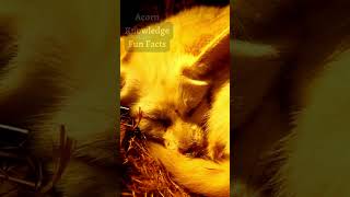 Acorn Knowledge Fun Facts Fennec Fox Part 4