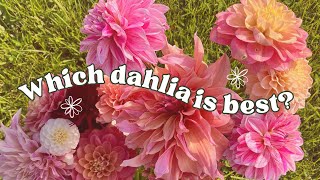 Growing dahlias: A tour of my dahlias, which one is the my favourite so far this year