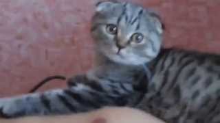 Волшебные коты !!! Приколы про котов !!! Волшебные коты !!! Приколы про котов !!!