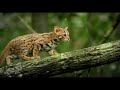 Asian cat. の動画、YouTube動画。