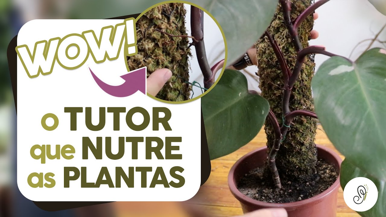 Tutor que nutre as plantas! Aprenda a fazer um tutor para suas trepadeiras em menos de 10 minutos