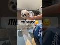 Itni jayada smell kyu a rhe thi Shitzu me se 🐶😱 || #shorts #dog #pets