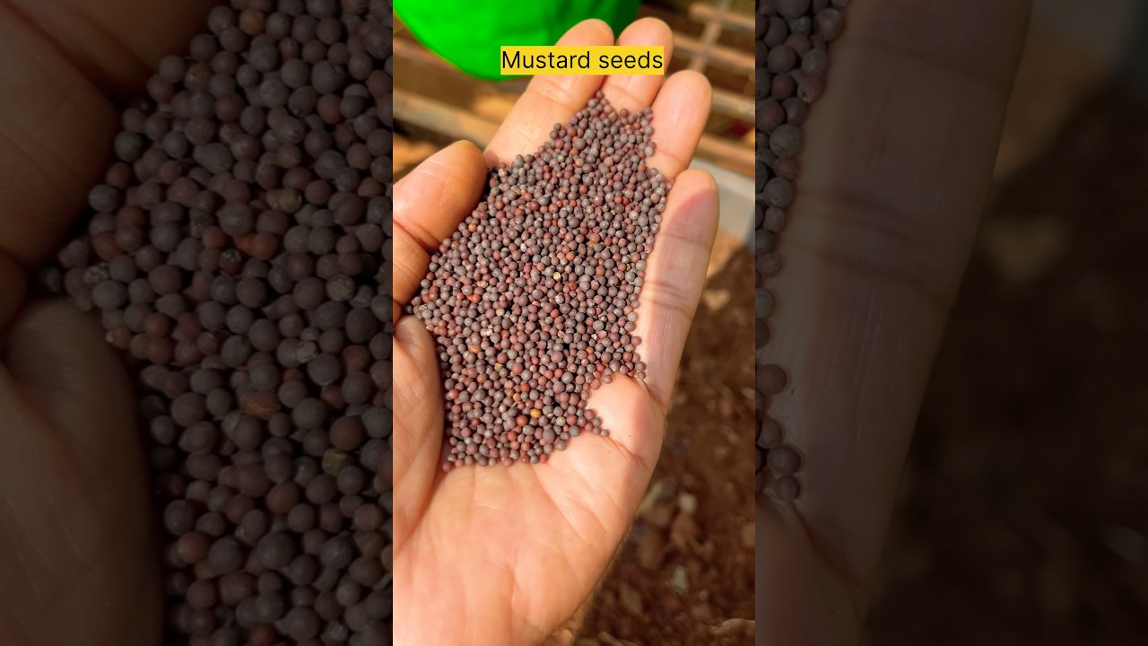 4 Leafy Vegetables Grow From Kitchen Seeds #shorts #yt #organicgarden #shortfeed #terracegarden
