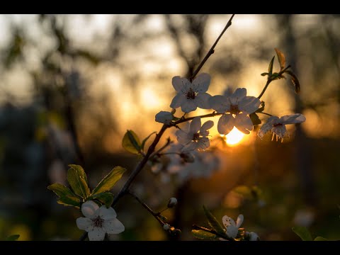 О классификации любви