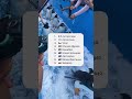 Шок! 😳 не все пингвины, которые живут в дикой природе видели снег 🐧
