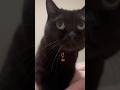 パンをこねている感じで人の脚をふみふみする黒猫