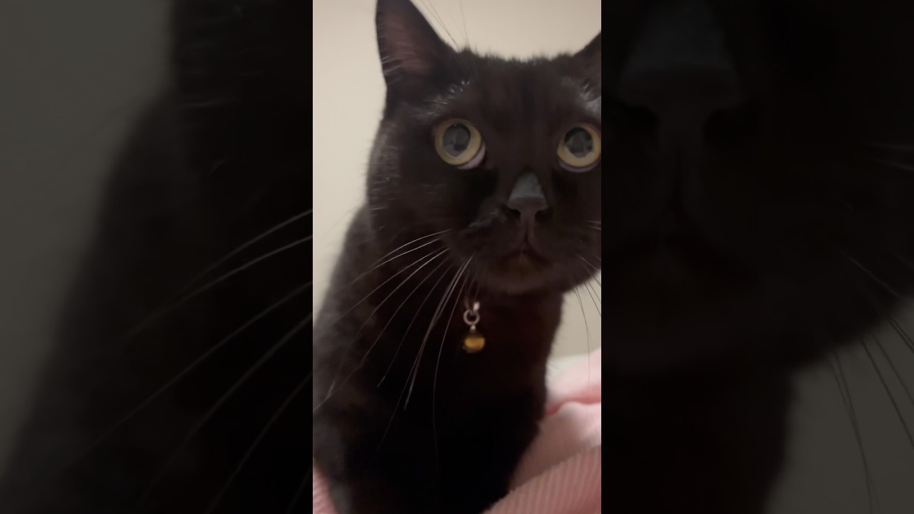 パンをこねている感じで人の脚をふみふみする黒猫