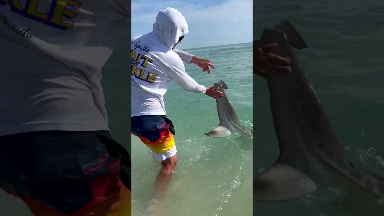 🦈 Extreme Drone Shark Fishing 🦈 #fishing #sharkfishing #shark #theothersideofmakebelieve #fish