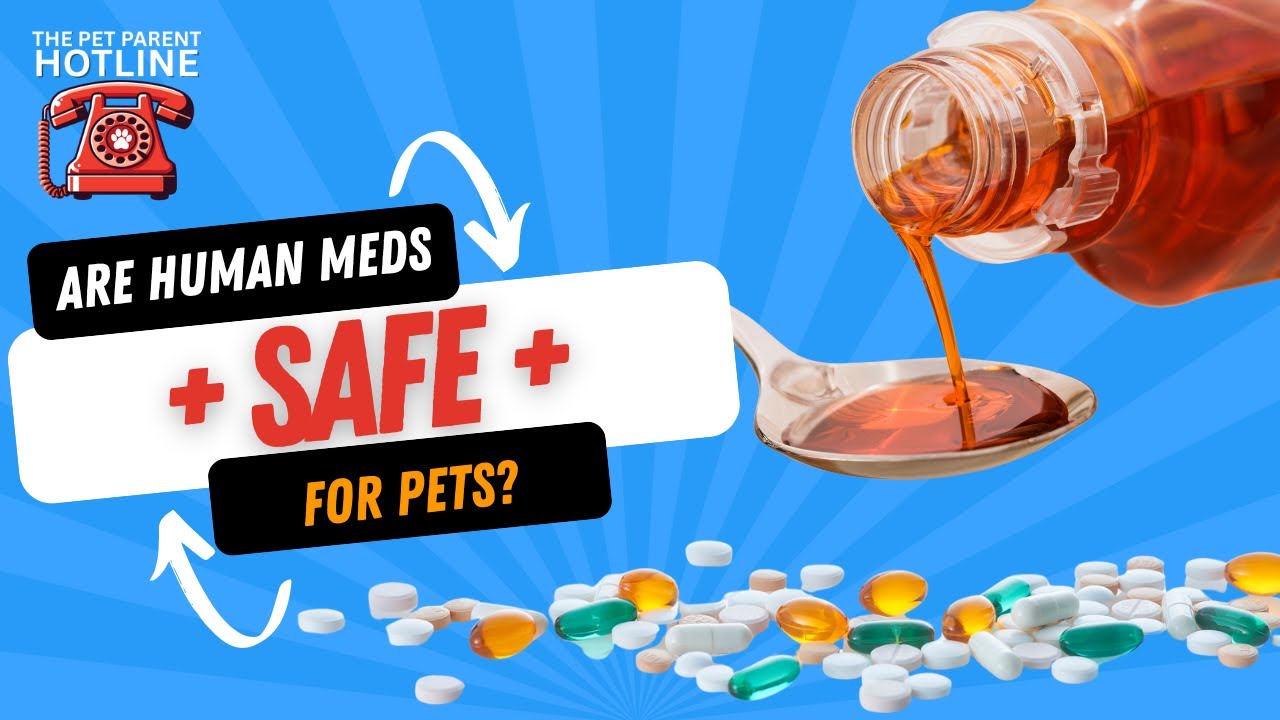 Benadryl, Tylenol, Pepto: What’s Safe for Your Pet? Benadryl, Tylenol, Pepto: What’s Safe for Your Pet?