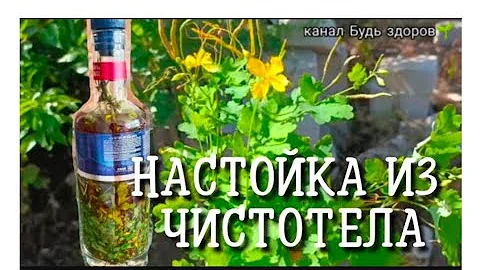 НАСТОЙКА ИЗ ЧИСТОТЕЛА/КАК СДЕЛАТЬ НАСТОЙКУ ИЗ ЧИСТОТЕЛА ////