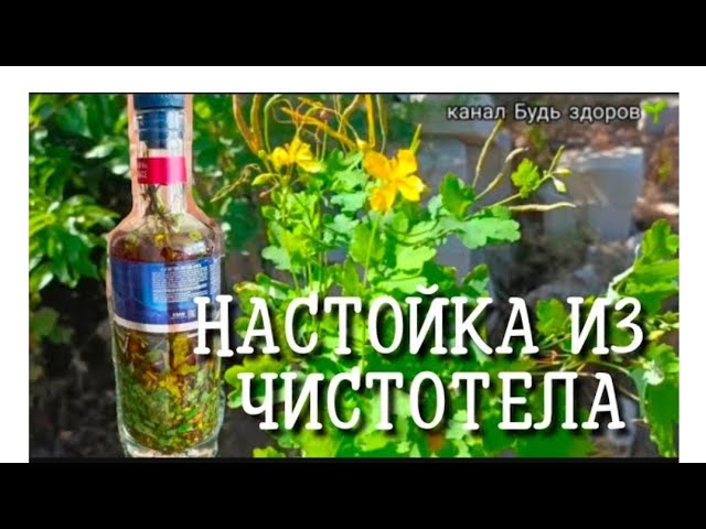 НАСТОЙКА ИЗ ЧИСТОТЕЛА/КАК СДЕЛАТЬ НАСТОЙКУ ИЗ ЧИСТОТЕЛА ////