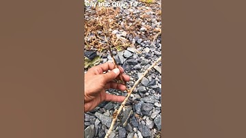 Những điều cần biết khi trồng trúc quân tử #cuocsongquanhta #trucquantu #trúc