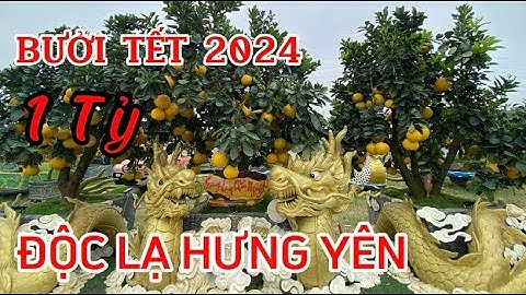 Bưởi cảnh tết 2024 hàng đỉnh cao của Văn Giang Hưng Yên