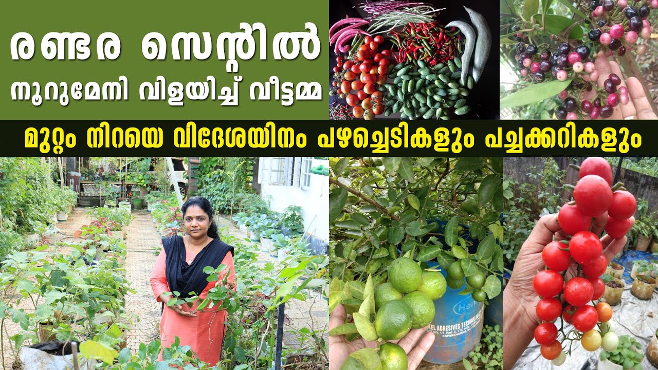 മുറ്റം നിറയെ വിദേശയിനം പഴച്ചെടികളും പച്ചക്കറികളും | രണ്ടര സെന്റിൽ നൂറുമേനി വിളയിച്ച് വീട്ടമ്മ