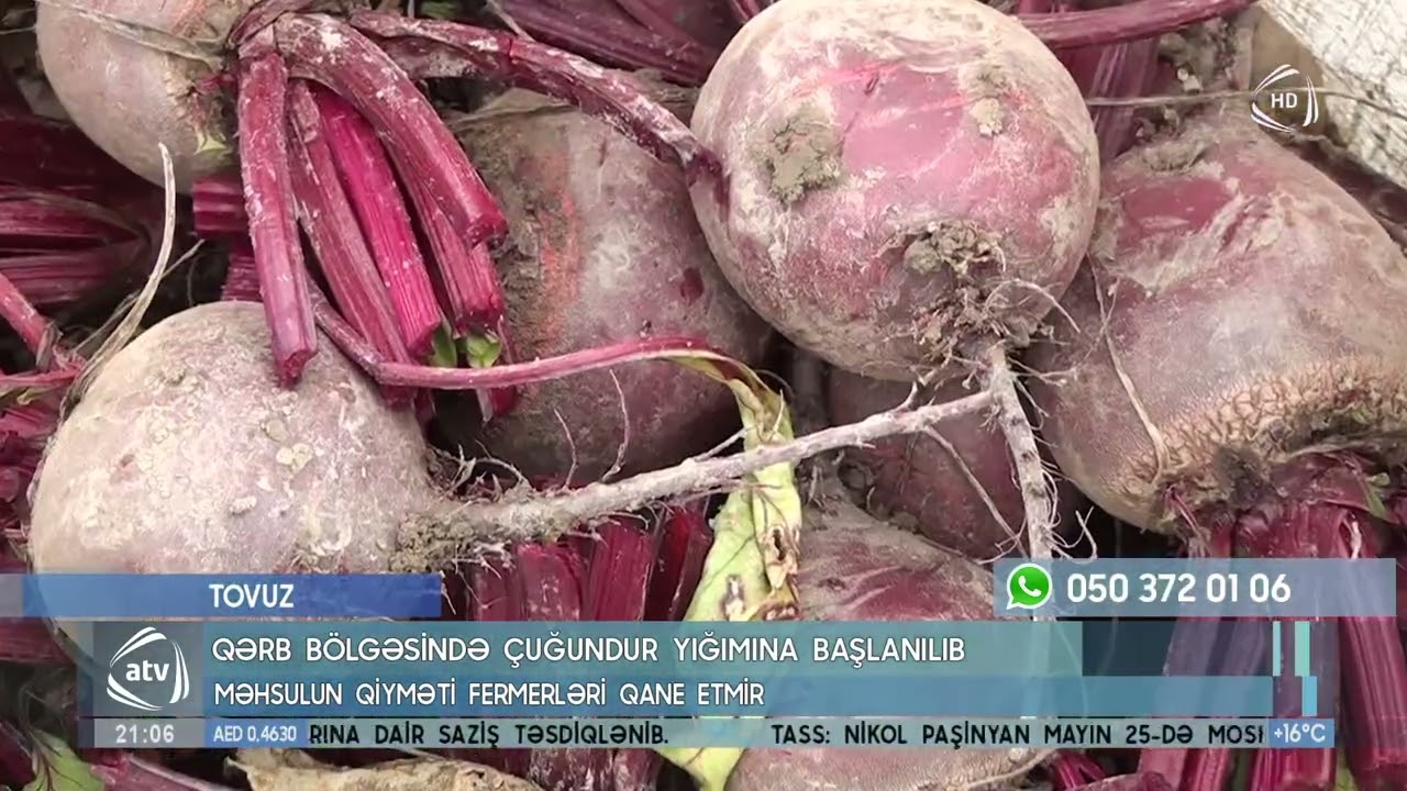 Çuğundur yığımı niyə həvəssiz aparılır?