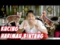 PENJAGAAN KUCING HARIMAU BINTANG