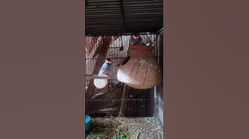 java pair #mashallah #pichibirds #beautiful #birds #java