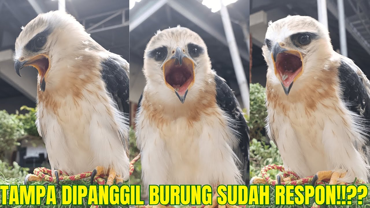 CARA MELATIH ALAP ALAP BWK JUMP TO ME