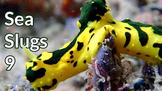 Sea Slugs Ep.9 - Snorkeling in Indonesia