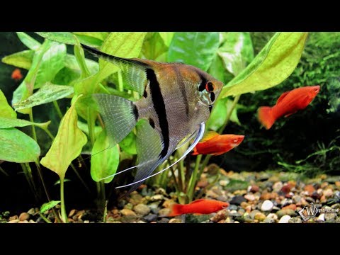 Почему Умирают Рыбки В Аквариуме И Что Нужно Делать. Why Die Die Fish In The Aquarium And What To Do