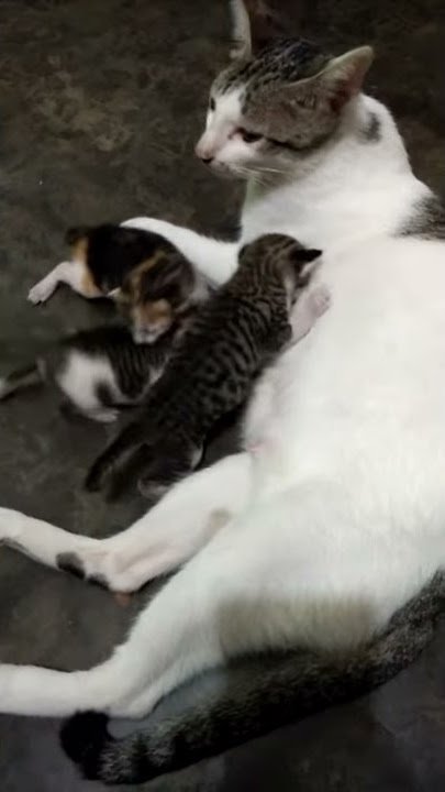 Berkasih sayang ala kucing