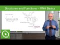 The Multifaceted Roles of RNA in Genetics and Protein Synthesis
