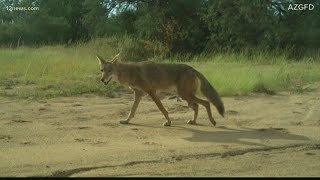 Coyote attack has Ahwatukee neighborhood on high alert