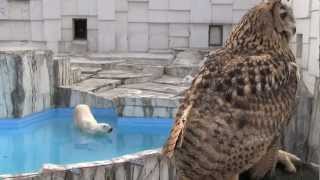 ワシミミズクを見た時のホッキョクグマの反応~Polar Bears looked at the eagle owl