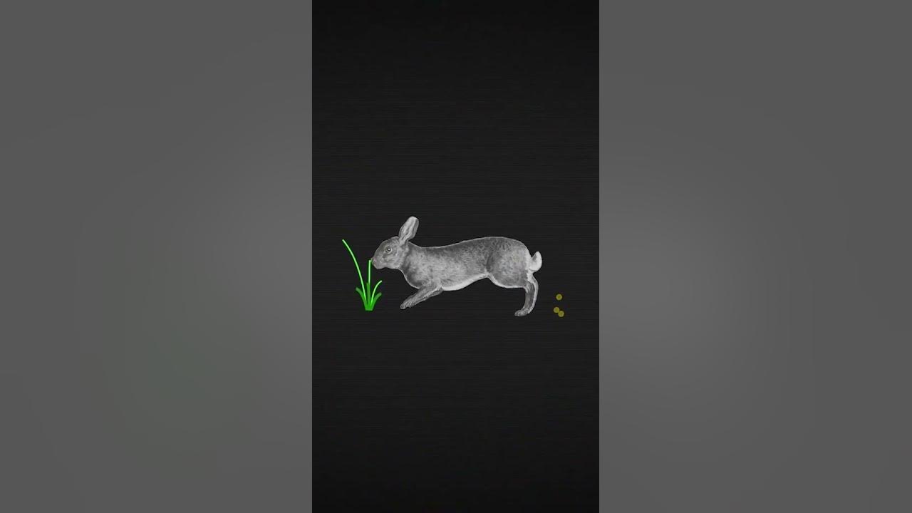 Why Do Rabbits Eat Their Own Poop? shorts YouTube