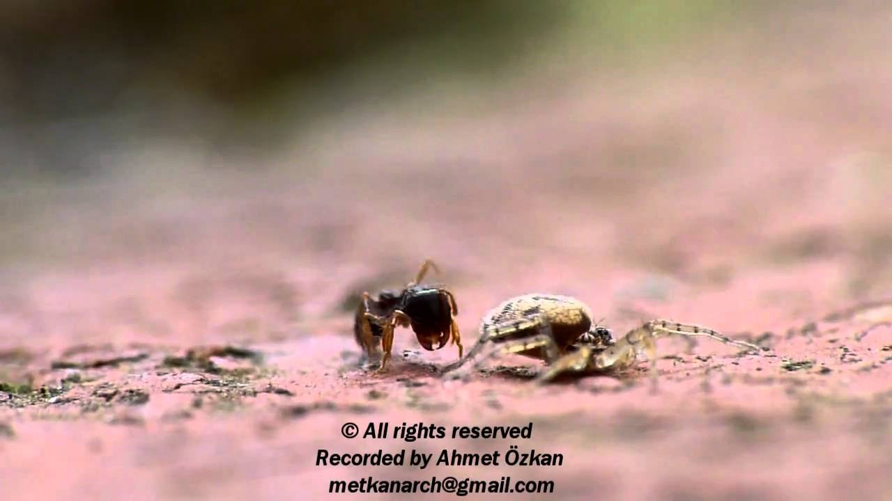 Ant vs Spider (Spider Attack)The Original Video by Ahmet Ozkan YouTube