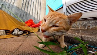 漁港の野良猫ちゃん、雑草を食べて吐気を催す