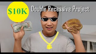 Famous Turn $1000 into $10K - double recessive ball python project Profile