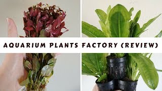 Aquarium Plants Factory - My review