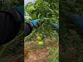 Prune Your Tomato Plants Like This for Bigger Harvests! #shorts #tomato #tomatogarden #tomatoplants