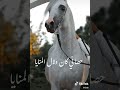 حصاني كان دلال المنايا تعليق خليل البلوشي