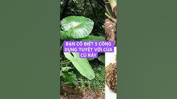 BẠN CÓ BIẾT 5 CÔNG DỤNG TUYỆT VỜI CỦA CỦ RÁY