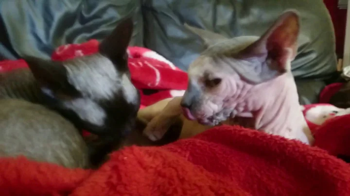 Video 1222641: clean sphynx, devonrex