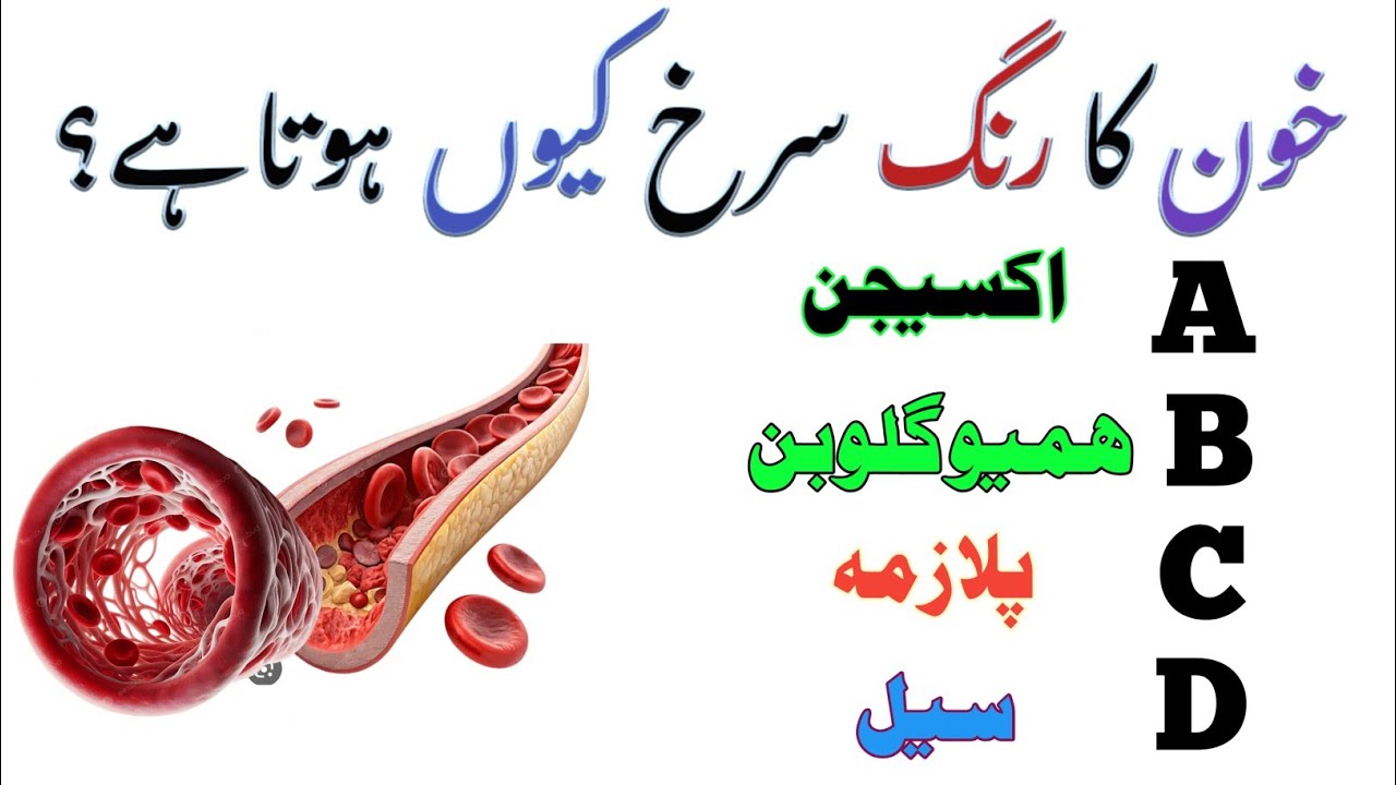 UrduQuiz  | Top Islamic Questions Answers | Islamic Paheliyan Islamic Quiz