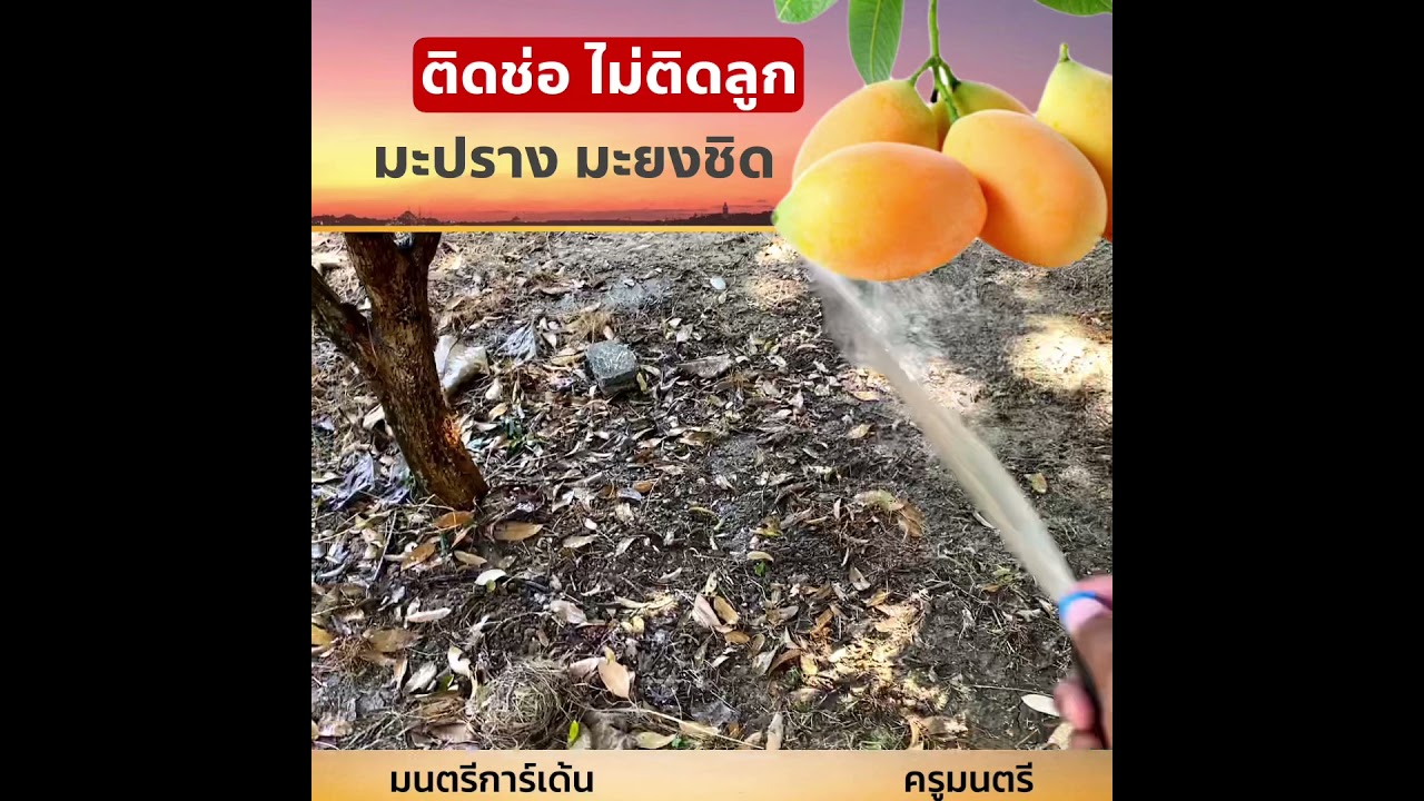 มะปรางไม่ติดลูก