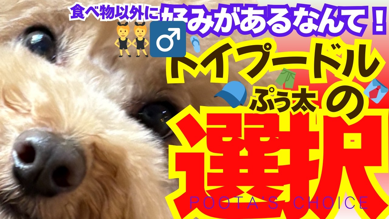 トイプードルぷぅ太の選択（Poota's Choice）お着換え終了！